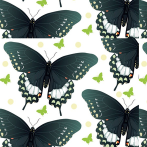swallowtailart