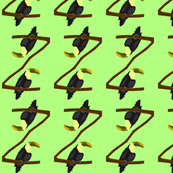 Parrots