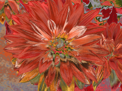 Orange_dahlia_d