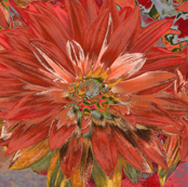 Orange_dahlia_d
