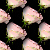 rose_a_painted_tiled