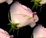 Rose_a_painted_tiled_thumb