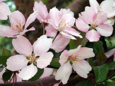 flowering plum