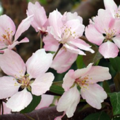 flowering plum