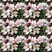 flowering plum