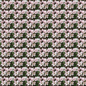 flowering plum