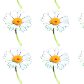 ladybugondaisy