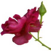 rose090