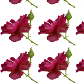 rose090