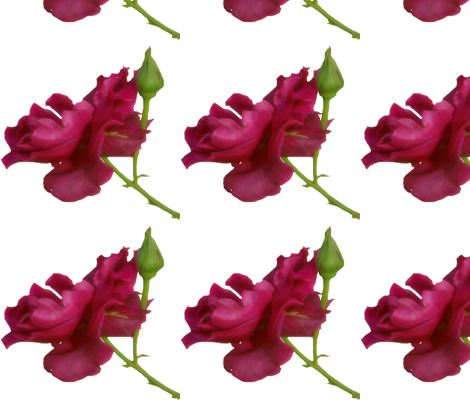 rose090 fabric by kimberlyjt on Spoonflower - custom fabric