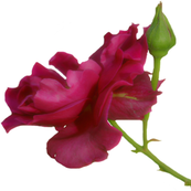 rose090