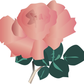 Rosa