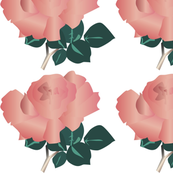 Rosa