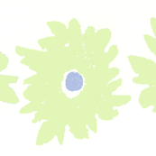daisylime