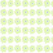 daisylime