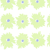 daisylime