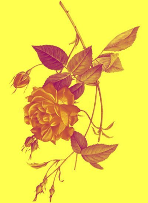 Sunshiny Rose
