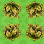 green_succulent_medium
