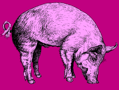 pigpink