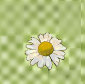 little_daisy