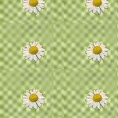 little_daisy