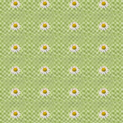 little_daisy