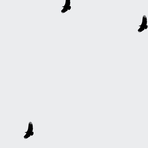 turkey vultures on grey