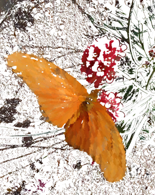 butterfly2
