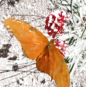 butterfly2