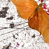 butterfly2