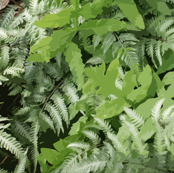 Fern_Fabric