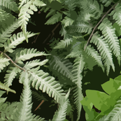Fern_Fabric