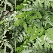 Fern_Fabric