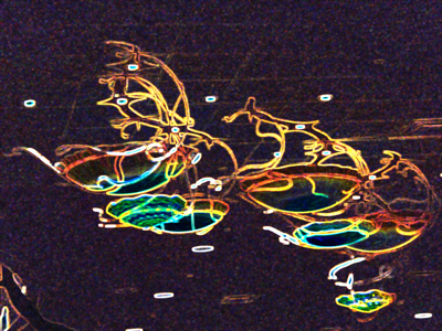 jelly_fish4