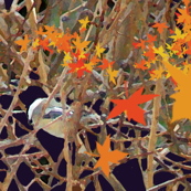 Autumn Dreams