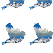 Snow Bird