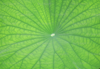 Edgreen_leaf
