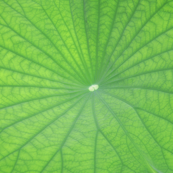 Edgreen_leaf