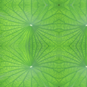 Edgreen_leaf