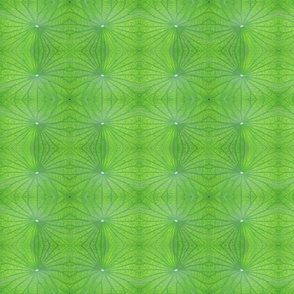 Edgreen_leaf