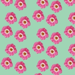single_roses_Picnik_collage-ch