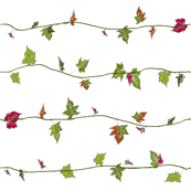 ivy