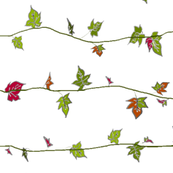 ivy