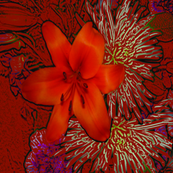 Tiger Lilly