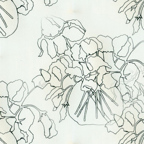 Sweet_Peas