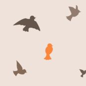 birds