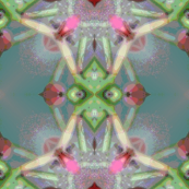 Rosebud I