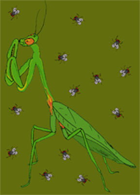 Praying Mantis