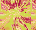 Camellia 1