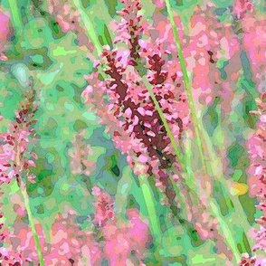 Pink Redshank 